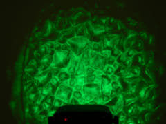 Eurolite WF-30 H2O Effect (DMX)