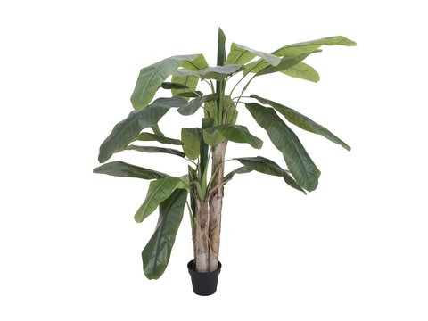 Banana tree, 170cm