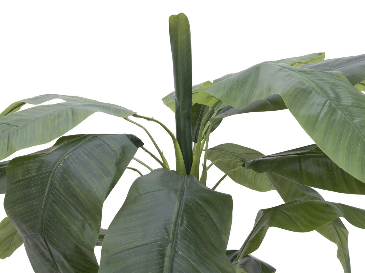 Banana tree, 170cm