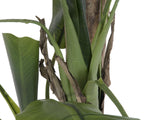 Banana tree, 170cm