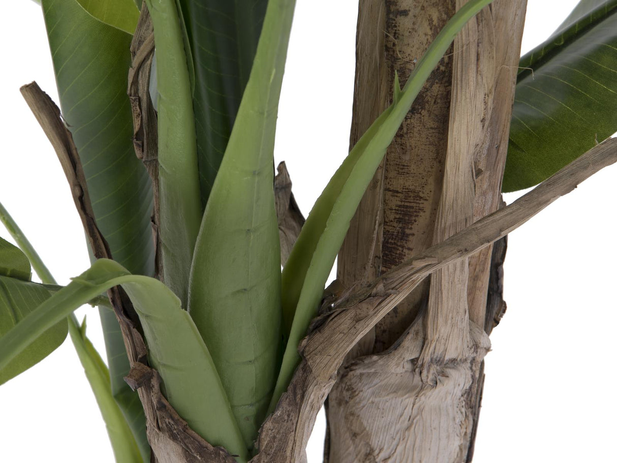 Banana tree, 170cm