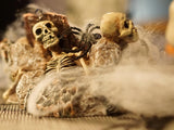 Halloween spindelvæv, hvidt, 50 g