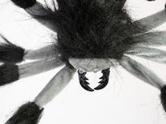 Halloween nedfirende edderkop, animeret, 60 cm