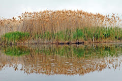 Boom Swamp Stéréo